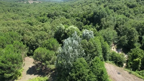 Aerial green forest Stock Footage 202297573