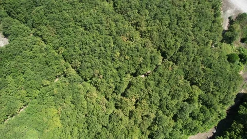 Aerial green forest Stock Footage 202313951