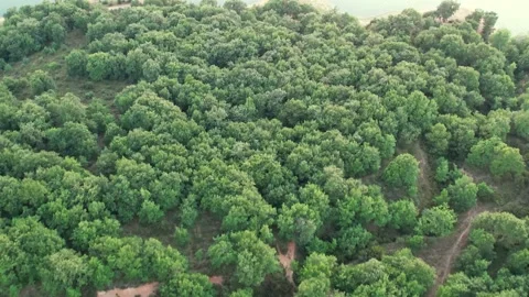 Aerial green forest Stock Footage 203041784