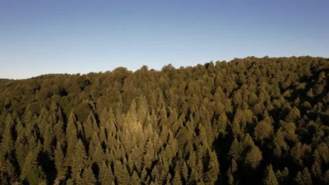 Aerial green forest Stock Footage 203596582