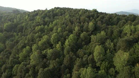 Aerial green forest Stock Footage 218020486