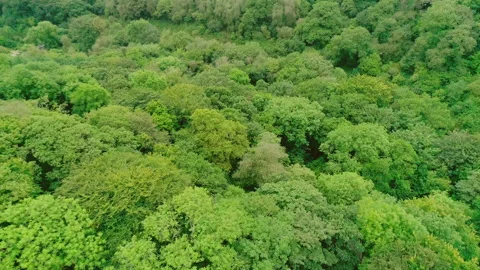 Aerial Of A Green Forest Stock Footage 221859565