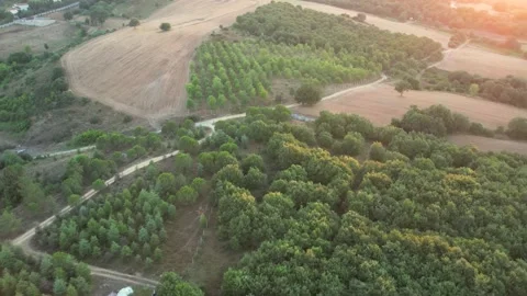 Aerial green forest Video stock 230481063