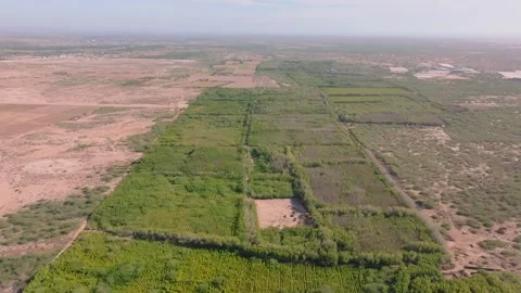 Aerial - Green Forest Patch Surrounded by Arid Land in Balochistan Pakistan Video stock 336293068