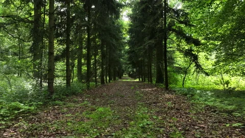 Aerial green forest path trees Poland 2 4K Stock Footage 340175933