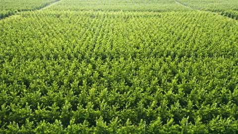 Aerial: green fruit cherry trees at farm Stock Footage 171928391