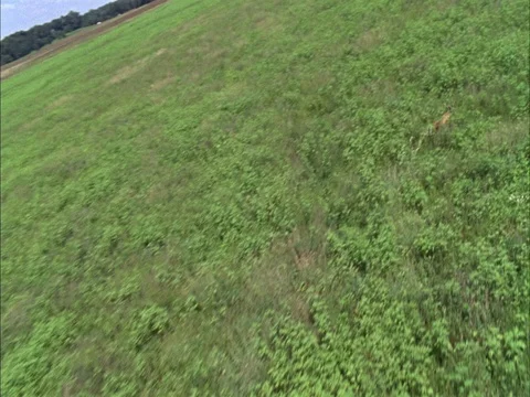 Aerial of green grassy fields, camera follows deer running through meadow. Stock Footage 86750916