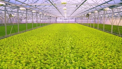 Federal Appeals Court upholds USDA organic certification for hydroponic  crops | Food Business Africa Magazine