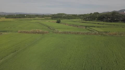 Aerial Green Rice Paddy Fields Rural Stock-Footage 343695578