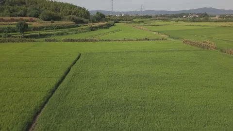 Aerial Green Rice Paddy Fields stretching to the open horizon Rural Stock-Footage 343695604
