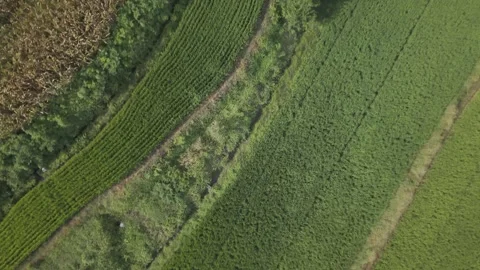 Aerial Green Rice Paddy Fields Rural Stock-Footage 343695607