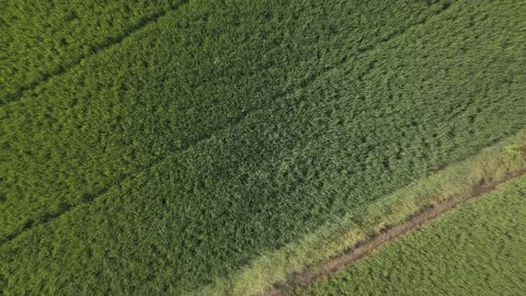 Aerial Green Rice Paddy Fields Rural Stock-Footage 343695616