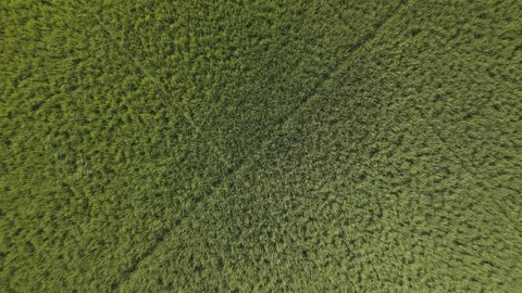 Aerial Green Rice Paddy Fields Rural Stock-Footage 343695653
