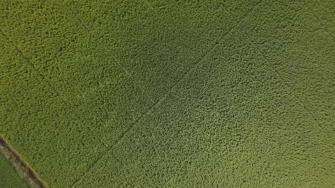 Aerial Green Rice Paddy Fields Rural Stock-Footage 343695675