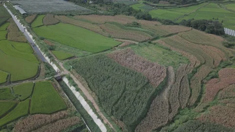 Aerial Green Rice Paddy Fields Rural Stock-Footage 343695873