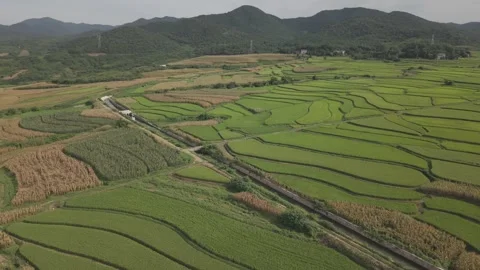 Aerial Green Rice Paddy Fields Rural Stock-Footage 343697575
