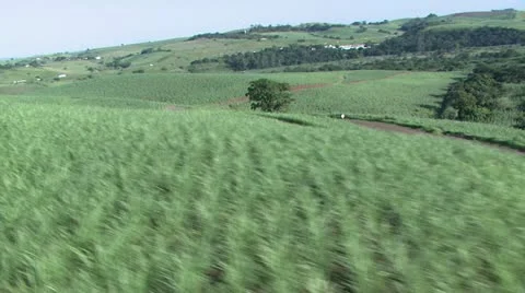 Aerial of green sugarcane fields Stock Footage 11135767