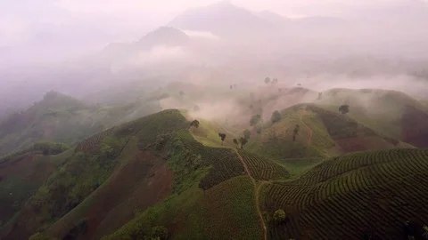 Aerial of green tea fields hills in Yen Bai, Vietnam Stock-Footage 76885682
