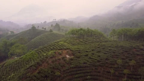 Aerial of green tea fields hills in Yen Bai, Vietnam 库存影片 76886512