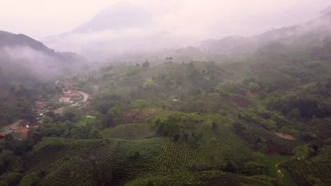 Aerial of green tea fields hills in Yen Bai, Vietnam Stock Footage 76887198