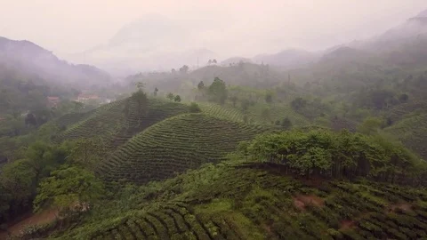 Aerial of green tea fields hills in Yen Bai, Vietnam Stock Footage 76889527