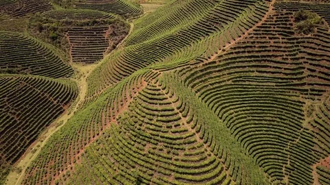 Aerial Of Green Tea Fields Hills In Mu Cang Chai, Vietnam Stock Footage 76917706