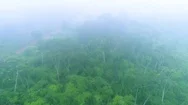 Aerial Of Green Trees In Forest On A Foggy Day Stock Footage