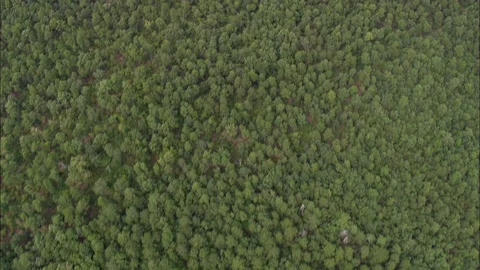 Aerial of green trees in the forest on a rolling landscape, Forest, directly Stock Footage 109122764