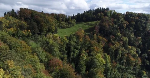 Aerial green view of forest with fall colors, farm land and cattle. Zurich Stock Footage 80876685