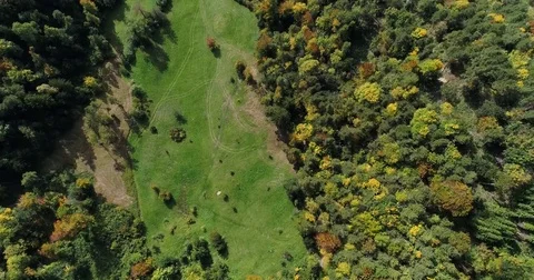 Aerial green view of forest with fall colors, farm land cattle and town. Zurich Stock Footage 80877801