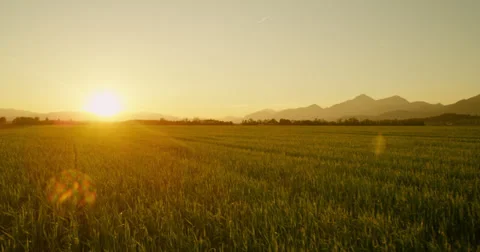 AERIAL: Green wheat field at sunset Stock Footage
