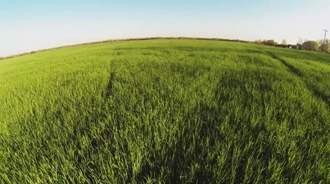 Aerial of green wheat from low to high 스톡 동영상 41371953