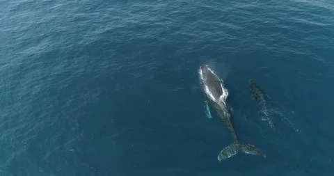 Aerial of a grey whale. Stock Footage 125923466