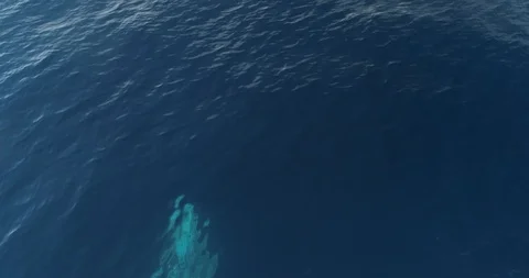 Aerial of a grey whale. Stockbeeldmateriaal 126011809