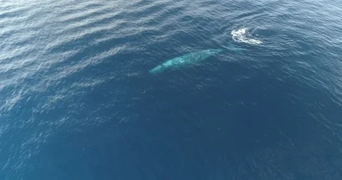 Aerial of a grey whale. Stock Footage 126012708