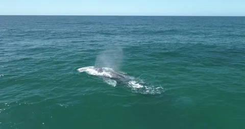 Aerial of a grey whale. Stock Footage 163546258