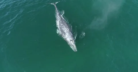 Aerial of a grey whale. Stock Footage 163546384