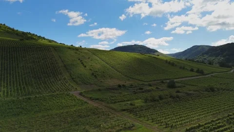 Aerial Grid Pattern of Green Vineyards in Zell Germany Stock Footage 339179396