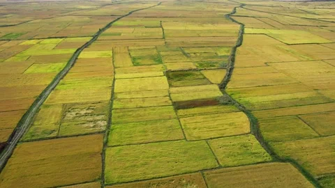 Aerial of ground textures of rice fields. Drone video in 4K. Stock Footage 161846716