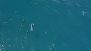 Aerial: Group Of Happy Dolphins Swimming In Crystal Clear Big Blue Ocean Stock Footage