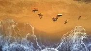 Aerial: Group Of People Carrying Surfboards And Longboards On Exotic Sandy Beach Stock Footage