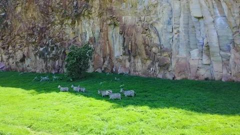 Aerial of a group of zebras running in Hell's Gate National park, Rift Valley, Video stock 103820008