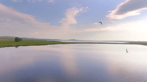 AERIAL: Gulls fly over a large mirror lake. A peaceful summer natural landscape Stock-Footage 87530546