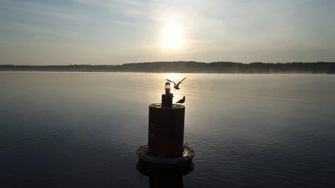 Aerial. Gulls sitting on navigate mark at sunrise. One bird takes off from  buoy Stock Footage 97804244
