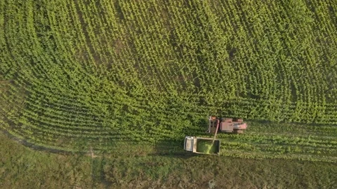 Aerial: harvesting corn for silage Vídeos de archivo 156656100