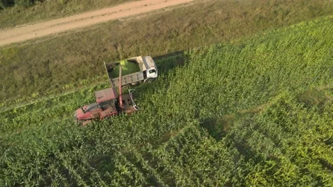 Aerial: harvesting corn for silage. Vídeos de archivo 162945254