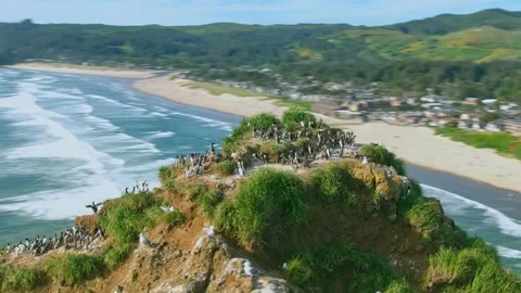 Aerial Of Haystack Rock At Cannon Beach &amp; birds bask in the sun Vidéo 155775847
