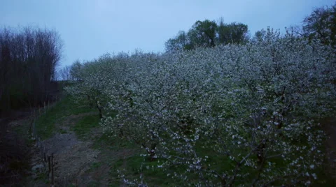 Aerial HD: Close Flight Over Cherry Blossoms Orchard at Dusk Vidéo 44986188