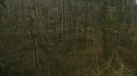 Aerial HD: Close View Over Broken Branches 動画素材 44982584