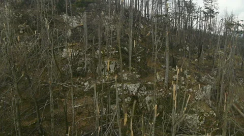 Aerial HD: Close View Over Demolished Forest 库存影片 44982609